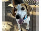 Coonhound DOG FOR ADOPTION RGADN-1391275 - Boomer and Silas - Coonhound (short