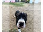 American Pit Bull Terrier DOG FOR ADOPTION RGADN-1391276 - LOla - Pit Bull