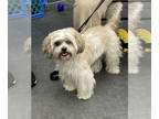 Shih Tzu DOG FOR ADOPTION RGADN-1391281 - coco - Shih Tzu (medium coat) Dog For