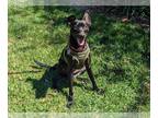 Italian Greyhuahua DOG FOR ADOPTION RGADN-1391286 - HERCULES - Italian Greyhound