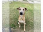 Labrador Retriever DOG FOR ADOPTION RGADN-1391298 - MICK - Labrador Retriever
