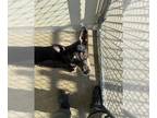 Miniature Pinscher Mix DOG FOR ADOPTION RGADN-1391304 - A073321 - Miniature