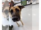 German Shepherd Dog DOG FOR ADOPTION RGADN-1391305 - A073325 - German Shepherd