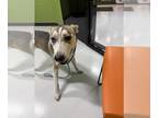 Huskies Mix DOG FOR ADOPTION RGADN-1391306 - NOVA - Husky / Mixed (medium coat)
