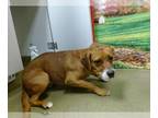 Beagle Mix DOG FOR ADOPTION RGADN-1391307 - WRINKLES - Beagle / Mixed (medium