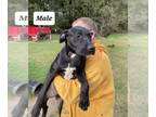 American Staffordshire Terrier Mix DOG FOR ADOPTION RGADN-1391317 - Duke - Black