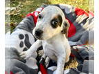 Beagle-German Shorthaired Pointer Mix DOG FOR ADOPTION RGADN-1391321 - CAMRYN -
