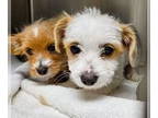 Cairn Terrier DOG FOR ADOPTION RGADN-1391327 - Maxwell & Jasper - Bonded pair -