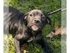 Boxador DOG FOR ADOPTION RGADN-1391332 - Mia - Labrador Retriever / Boxer /