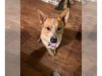 Mix DOG FOR ADOPTION RGADN-1391334 - Whiskey - Red Heeler (short coat) Dog For