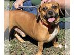 Doxle DOG FOR ADOPTION RGADN-1391340 - Marley: At shelter - Dachshund / Beagle /