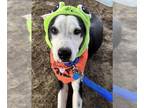 Border Collie DOG FOR ADOPTION RGADN-1391345 - *SYLVESTER - Border Collie