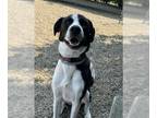 Border Collie DOG FOR ADOPTION RGADN-1391359 - MISTY - Border Collie (medium