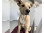 Shepradors DOG FOR ADOPTION RGADN-1391366 - ALFRED - Labrador Retriever / German