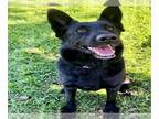 Dutch Shepherd -German Shepherd Dog Mix DOG FOR ADOPTION RGADN-1391369 - Dog -