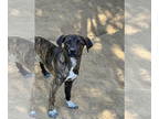 Beagle Mix DOG FOR ADOPTION RGADN-1391371 - Zombie - Beagle / Mixed (short coat)