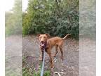 Vizsla Mix DOG FOR ADOPTION RGADN-1391376 - GUCCI - Vizsla / Mixed (medium coat)
