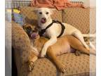 German Shepherd Dog Mix DOG FOR ADOPTION RGADN-1391379 - Luna - Coming Soon -