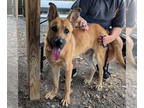 German Shepherd Dog DOG FOR ADOPTION RGADN-1391380 - Goliath AND Hugo - German