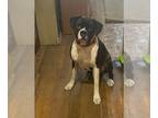 Boxer DOG FOR ADOPTION RGADN-1391383 - Brutus *Bonded to Junebug* - Boxer (short