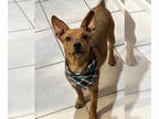 Australian Kelpie-Basenji Mix DOG FOR ADOPTION RGADN-1391384 - Ricky - Basenji /