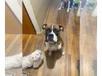 Boxer DOG FOR ADOPTION RGADN-1391385 - Junebug *Bonded to Brutus* - Boxer (short