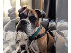 Boxer DOG FOR ADOPTION RGADN-1391396 - Glenn *Bonded to Gary* - Boxer (short