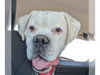 Boxer DOG FOR ADOPTION RGADN-1391397 - Gary *Bonded to Glenn* - Boxer (short