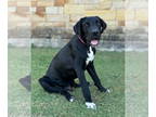Great Dane-Labrador Retriever Mix DOG FOR ADOPTION RGADN-1391398 - Bear - Great