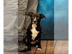 Labrador Retriever Mix DOG FOR ADOPTION RGADN-1391409 - HERMES - Labrador
