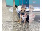 Carolina Dog DOG FOR ADOPTION RGADN-1391414 - A043686 - Carolina Dog (medium