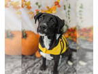 Golden Labrador DOG FOR ADOPTION RGADN-1391416 - Monroe - Labrador Retriever /
