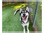 Mix DOG FOR ADOPTION RGADN-1391427 - HOKA - Husky (medium coat) Dog For