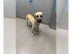 Mastiff Mix DOG FOR ADOPTION RGADN-1391429 - *JACE - Mastiff / Mixed (medium