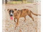 Plott Hound Mix DOG FOR ADOPTION RGADN-1391439 - MOIRA - Plott Hound / Mixed