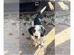Basset Hound-Catahoula Leopard Dog Mix DOG FOR ADOPTION RGADN-1391444 -