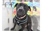 Chinese Shar-Pei Mix DOG FOR ADOPTION RGADN-1391446 - Gucci - Black Labrador