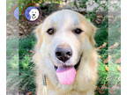 Golden Retriever Mix DOG FOR ADOPTION RGADN-1391454 - Autumn - Golden Retriever