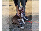 American Pit Bull Terrier Mix DOG FOR ADOPTION RGADN-1391458 - Vera - American