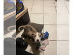 Catahoula Leopard Dog Mix DOG FOR ADOPTION RGADN-1391460 - Reeses - Catahoula
