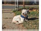Wheaten Terrier Mix DOG FOR ADOPTION RGADN-1391463 - Enzo - Wheaten Terrier /