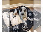 Australian Cattle Dog Mix DOG FOR ADOPTION RGADN-1391466 - Kacie - Queensland