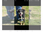 Labrador Retriever Mix DOG FOR ADOPTION RGADN-1391471 - Hobbit - Hound /