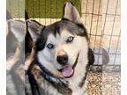 Mix DOG FOR ADOPTION RGADN-1391473 - Bo - Husky Dog For Adoption