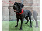 Mastiff DOG FOR ADOPTION RGADN-1391474 - Drumstick - Mastiff Dog For Adoption
