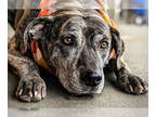Black Mouth Cur-Catahoula Leopard Dog Mix DOG FOR ADOPTION RGADN-1391480 -