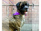 Mastiff DOG FOR ADOPTION RGADN-1391481 - Remi - English Mastiff Dog For Adoption