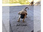Border Terrier-Pug Mix DOG FOR ADOPTION RGADN-1391484 - Ashleigh - Border