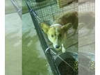 Pembroke Welsh Corgi DOG FOR ADOPTION RGADN-1391493 - Hansel - Corgi (medium