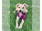 Basenji-Labrador Retriever Mix DOG FOR ADOPTION RGADN-1391495 - Merida - Basenji
